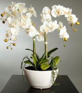Vaso de orquídea
